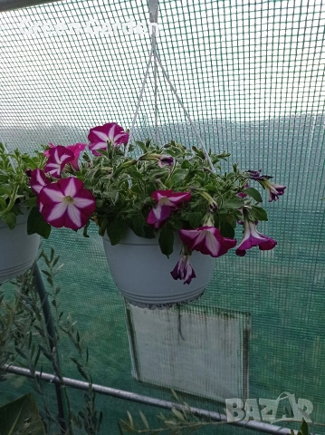 ТОП КАСКАДНИ ПЕТУНИИ, снимка 7 - Градински цветя и растения - 54128212