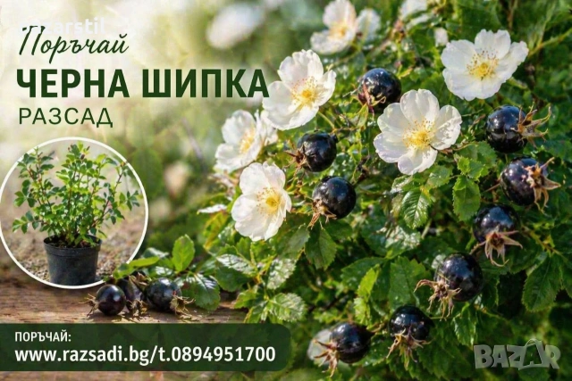 Черна шипка - разсад