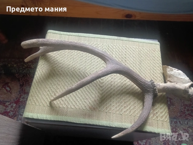 Красиви еленови рога (с черепна кост) – За декорация и колекция, снимка 5 - Антикварни и старинни предмети - 54068355