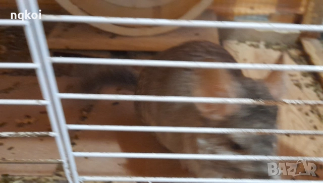 Чинчили с пълно оборудване, снимка 5 - Чинчили - 54222921