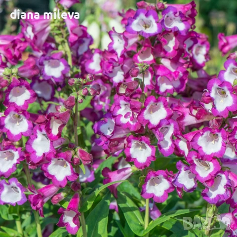 Пенстемон лилав, Penstemon polaris Purple, студоустойчив, снимка 3 - Градински цветя и растения - 54093394