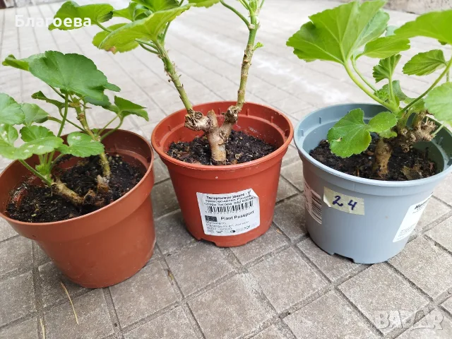 Мушкато различни цветове от 1 € , 1.50 € , 2 € , снимка 12 - Стайни растения - 54865354