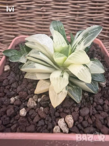 Рядка Вариегатна Хавортия (Haworthia retusa f. variegata) – Колекционерска