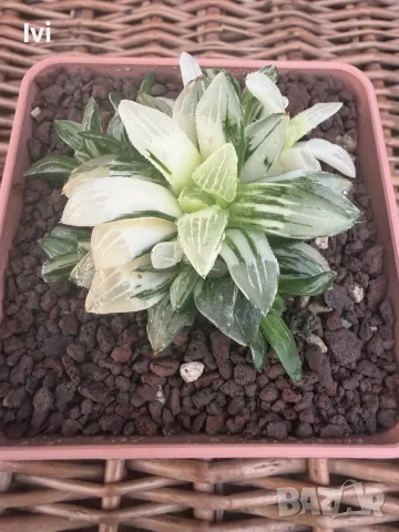 Рядка Вариегатна Хавортия (Haworthia retusa f. variegata) – Колекционерска, снимка 2 - Стайни растения - 55539612