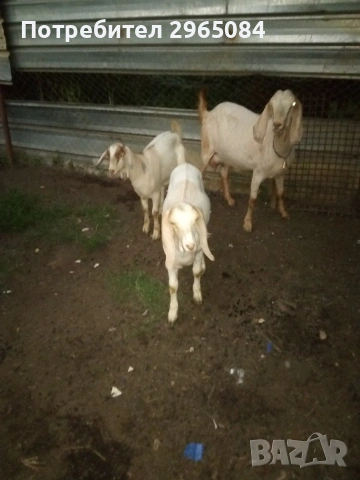 Продавам англо-нубийски кози, снимка 3 - Кози - 55141955