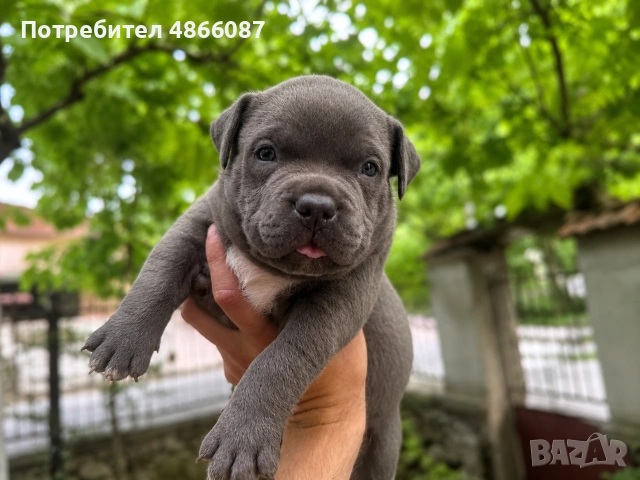 Питбулчета (bully), снимка 3 - Питбул - 55030688