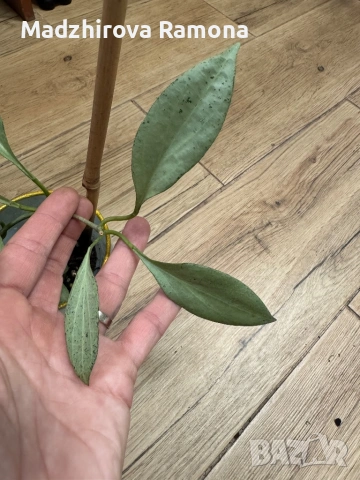 Hoya Хоя New Guineea Ghost 