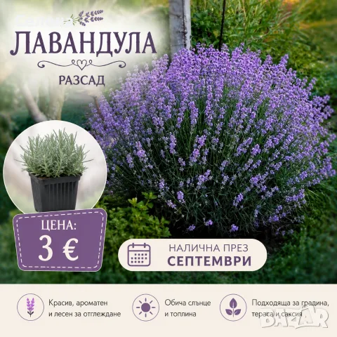 Разсад лавандула 