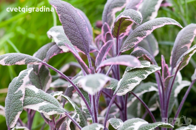 Salvia officinalis ‘Tricolor’ / Градински чай „Tricolor, снимка 2 - Градински цветя и растения - 54651203