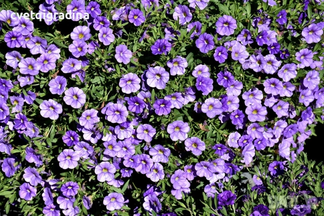 Calibrachoa ‘Early Blue’ (Калибрахоe Early Blue – синя), снимка 2 - Градински цветя и растения - 54108426