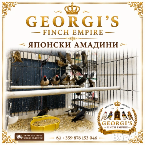 Млади японски амадини , снимка 3 - Амадини - 54768061
