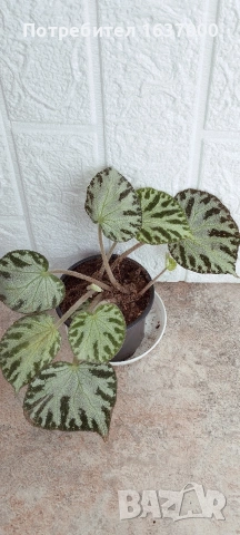 Бегония Silver jewel 