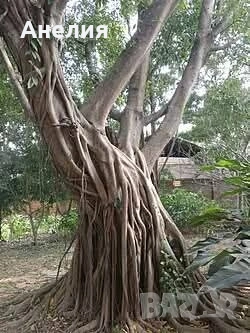 Фикус Ficus Microcarpa 