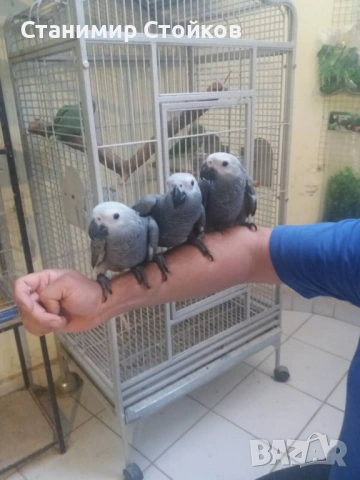 Кралски жака ръчно хранени от Zoo ЛУКС Аратинга Русе 