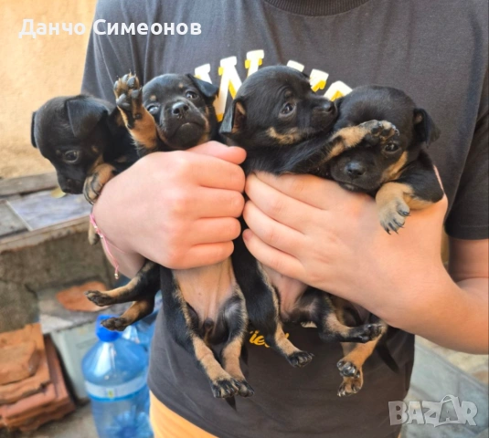 Продавам малки пинчери 🌸, снимка 2 - Пинчер - 54932979