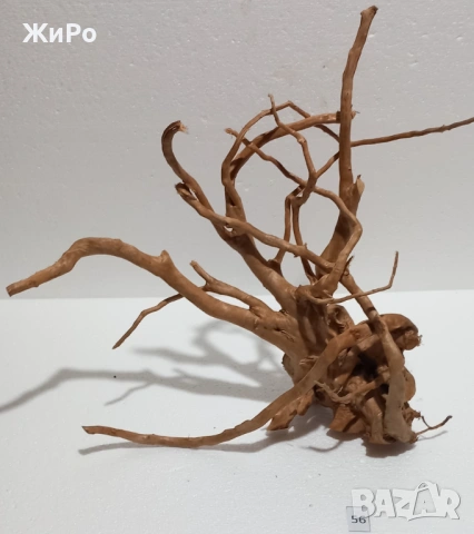 Корен от Азалия /декорация/ 56