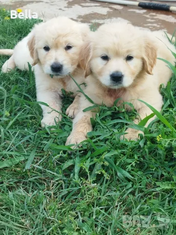 Golden retriever /puppies , снимка 10 - Голдън ретривър - 55483387