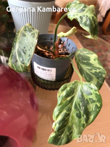 Philodendron Gloriosum Snow Leopard (rare), снимка 2 - Стайни растения - 54562906