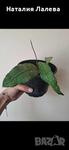 Хоя, hoya Clemensiorum