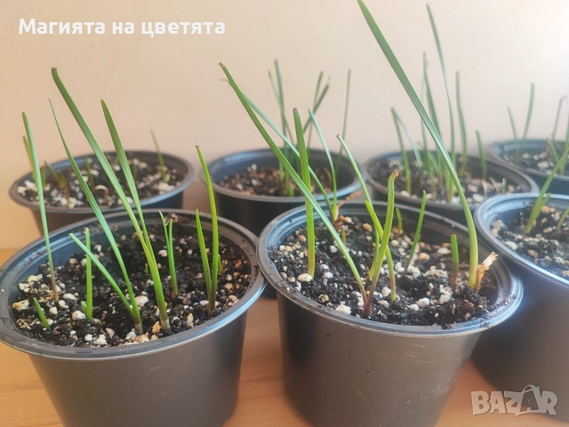 Зефирантес в саксия с 10 броя луковици , снимка 4 - Стайни растения - 55056937