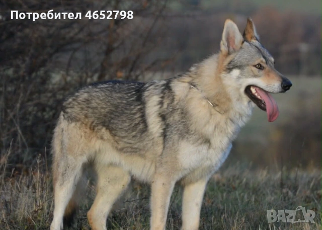 Продавам чехословашки вълчета– новородени кученца, снимка 2 - Други - 54919034