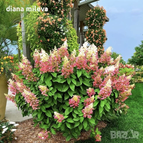 Хортензия паникулата Пинки Уинки, Hydrangea paniculata Pinky Winky