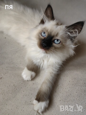 Чистокръвни котенца Ragdoll, снимка 4 - Други - 54604958