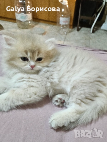 Британска котка  лилаво злато, снимка 4 - Британска късокосместа - 54162057