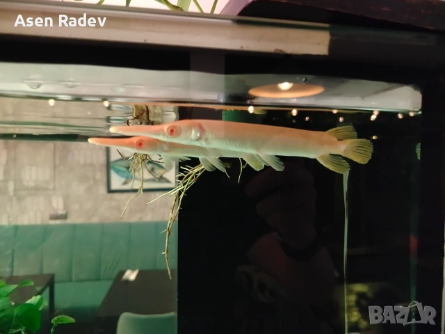 Albino Alligator Gar fish., снимка 6 - Рибки - 55052535