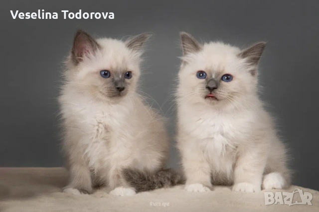 Бутикови котенца /Бирманска свещена котка, снимка 5 - Други - 54492359