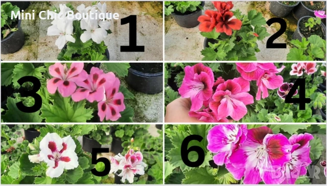 🚨 ПОСЛЕДНИ БРОЙКИ! Кралско мушкато (Pelargonium grandiflorum) на ТОП цена! 3 €🚨, снимка 9 - Градински цветя и растения - 54370215