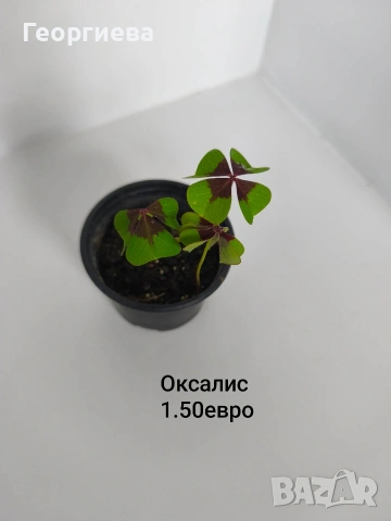 градински растения , снимка 13 - Сортови семена и луковици - 54944668