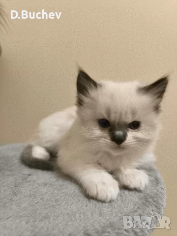 Ragdoll Cats / Регдол Котенца , снимка 3 - Други - 54549671