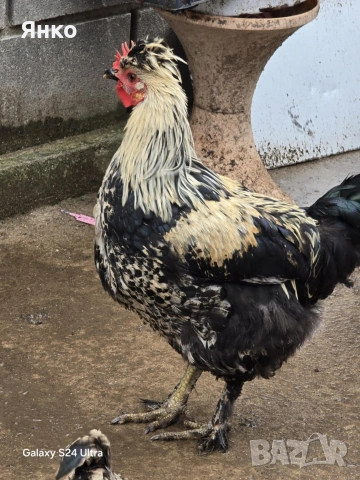 Петли, снимка 5 - Кокошки и пуйки - 52912712