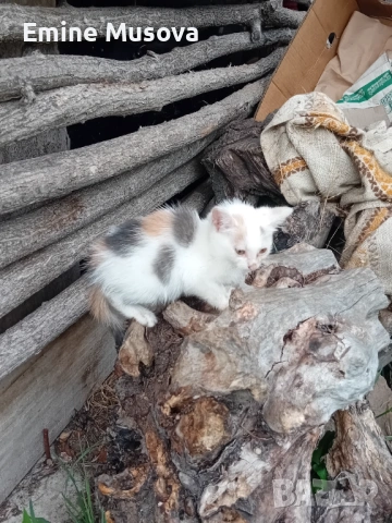 Котенца, снимка 3 - Други - 54802961