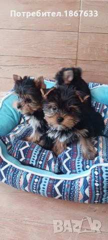 Продавам йоркширски териер