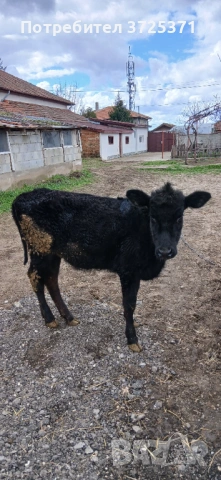 Продавам 2 бр. Телета, снимка 8 - Крави - 53295775