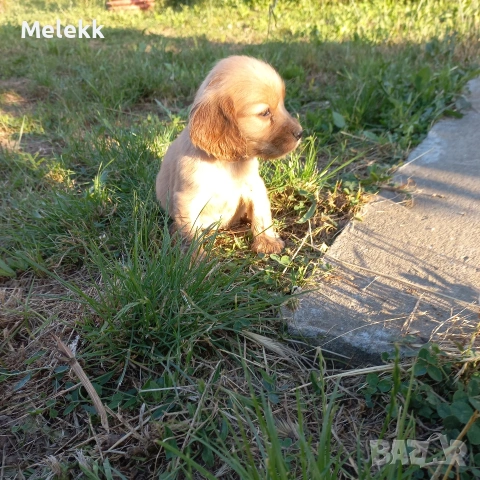 Английски кокер шпаньол