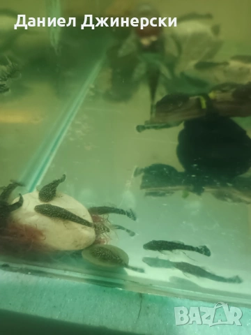 Обикновен Анцуструс , снимка 2 - Рибки - 54003486