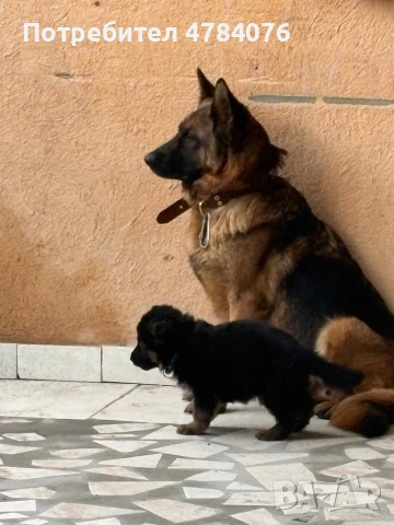 Немска овчарка, снимка 4 - Немска овчарка - 54046917