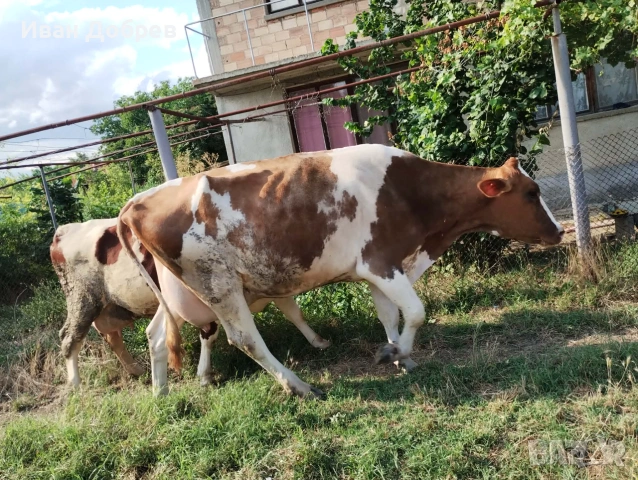 Продавам 7 бр крави за мляко , снимка 2 - Крави - 55248756