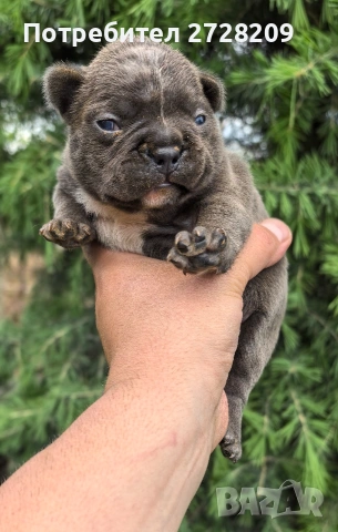 Френски булдог/French Bulldog , снимка 13 - Френски булдог - 54656690
