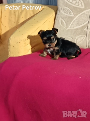 Йоркширски териер мини , снимка 3 - Йоркширски териер - 53883069