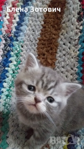 Шотландски котенца , снимка 7 - Други - 54288216