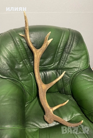 Рога елен 4 броя 13,3 кг. , снимка 3 - Други ценни предмети - 54103807