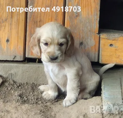 Английски кокер шпаньол, снимка 3 - Кокер шпаньол - 55661860