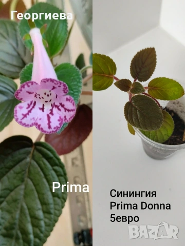 синингия