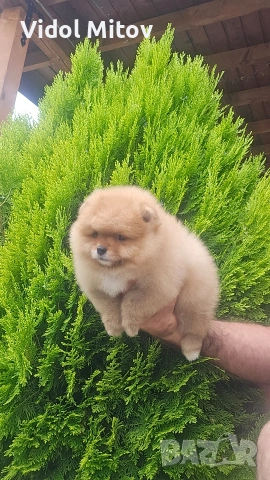 Мини Померан момче 