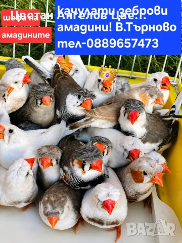продавам амадини 