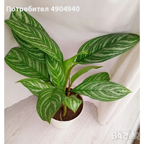 стайно растение 